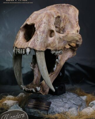 Wonders of the Wild Series Statue Smilodon Skull Fossil 22 cm