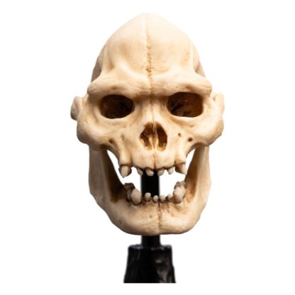 Herr der Ringe Mini Statue Skull of Lurtz 14 cm – Bild 12