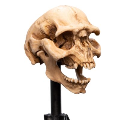 Herr der Ringe Mini Statue Skull of a Moria Orc 13 cm – Bild 2
