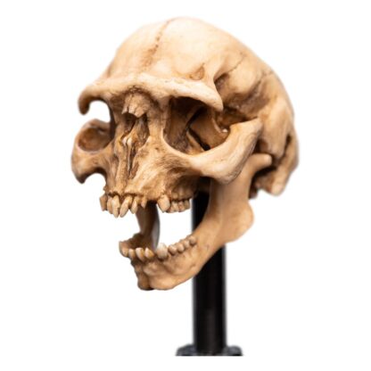 Herr der Ringe Mini Statue Skull of a Moria Orc 13 cm – Bild 3