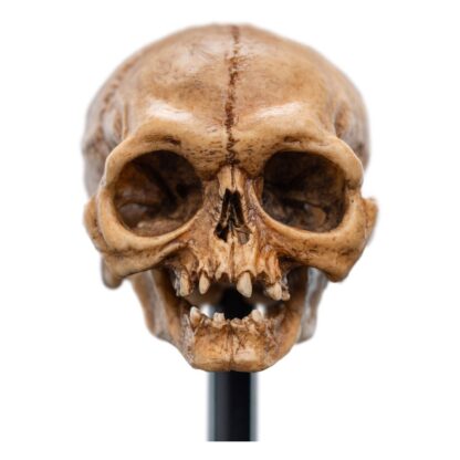 Herr der Ringe Mini Statue Skull of Gollum 13 cm – Bild 2