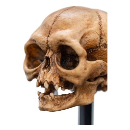 Herr der Ringe Mini Statue Skull of Gollum 13 cm – Bild 13