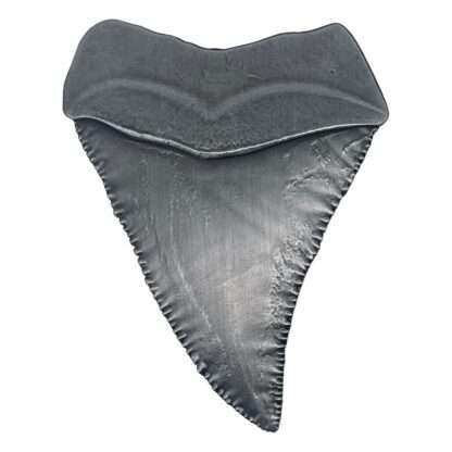 Jaws Medaille 50th Anniversary Shark Tooth – Bild 2