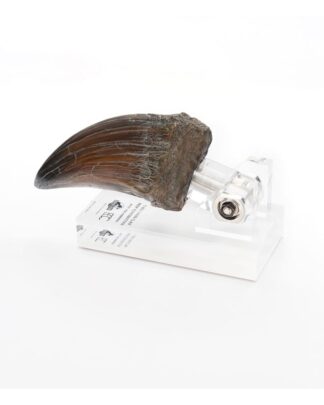 Jurassic Park Statue T-Rex Hand Claw 13 cm