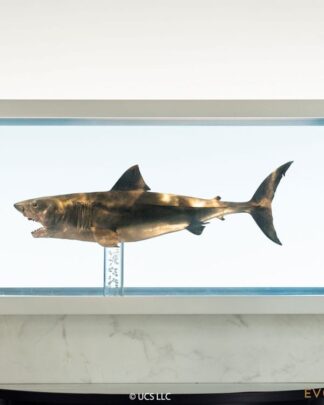 Der weiße Hai Maquette 1/18 Jaws Bronze 60 cm