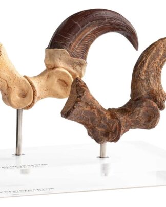 Jurassic Park ECC Elite Creature Line Statue Velociraptor Foot Claw and Fossil Claw Set 20 cm