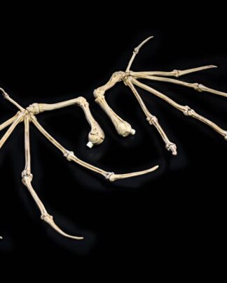 Mythic Legions: All Stars 6 Zubehör-Set für Actionfiguren Bone Wings